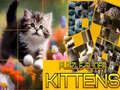 Spill Puslespill Glidende Katter online Spill Puslespill Glidende Katter online