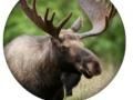 Spill Dyresquiz online