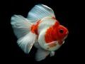 Spill Gullfisk Puslespill online