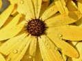Spill Blomsterblad Dråpe Puslespill online