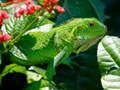 Spill Vill Iguana online