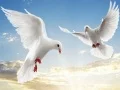 Spill Flygende Fugler online Spill Flygende Fugler online
