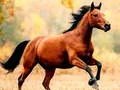 Spill Hesteskli online Spill Hesteskli online