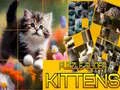 Spill Puslespill Glidende Katter online Spill Puslespill Glidende Katter online