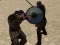 Spill Gladiator Simulator online