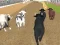 Spill Sint Styring Racing online