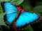 Spill Natur Puslespill Sommerfugl online
