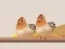 Spill Eggfanger online