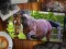 Spill Jigsaw Puzzle Hester Utgave online