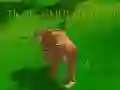 Spill Tiger Simulator 3D online