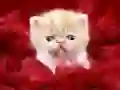 Spill Morsom katt online Spill Morsom katt online