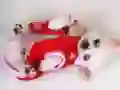 Spill Deilige Valp Rutsjebane online Spill Deilige Valp Rutsjebane online