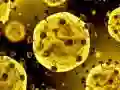 Spill Koronavorus Rutsj online Spill Koronavorus Rutsj online