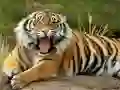 Spill Dyr Puslespill Tiger online Spill Dyr Puslespill Tiger online