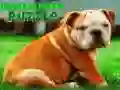 Spill Bulldog Valp Puslespill online Spill Bulldog Valp Puslespill online