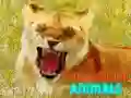 Spill Morsomme Smilende Dyr online Spill Morsomme Smilende Dyr online