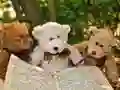 Spill Kosesøt Tre Teddy Puslespill online Spill Kosesøt Tre Teddy Puslespill online