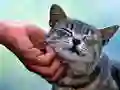 Spill Killing Katt online Spill Killing Katt online
