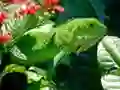 Spill Vill Iguana online Spill Vill Iguana online