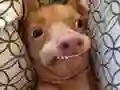 Spill Hvilken meme-hund er du? online