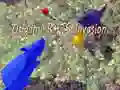 Spill Origami Rotteinvasjon online Spill Origami Rotteinvasjon online