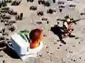 Spill TopDown Skibidi Toalett Skyting online Spill TopDown Skibidi Toalett Skyting online