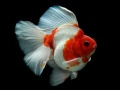 Spill Gullfisk Puslespill online