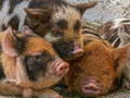 Spill Piglet Puslespill online