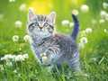 Spill Kattunger Puslespill online