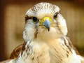 Spill Gyrfalcon Puslespill online