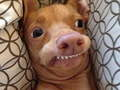 Spill Hvilken meme-hund er du? online