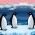 Pingviner Pingviner online